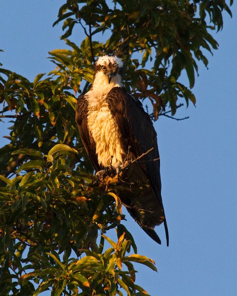 Osprey-0068