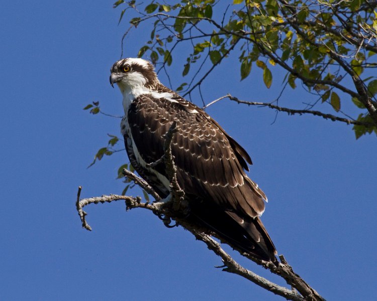 Osprey-0105