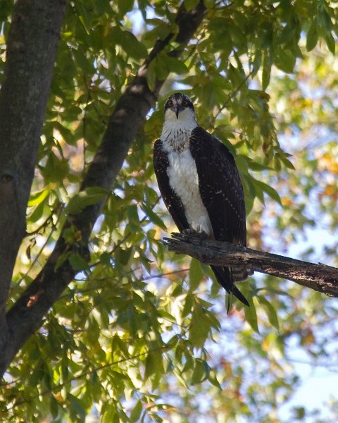 Osprey-0145