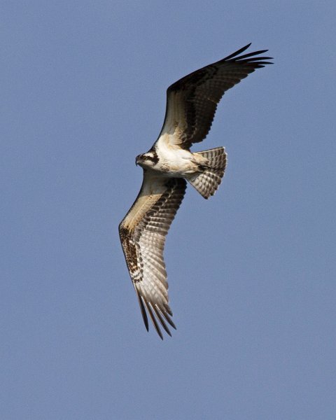 Osprey-0148