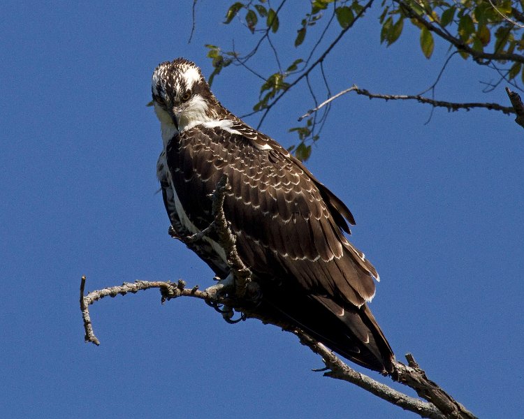 Osprey-0244