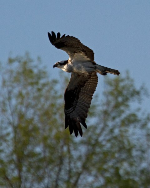 Osprey-0297