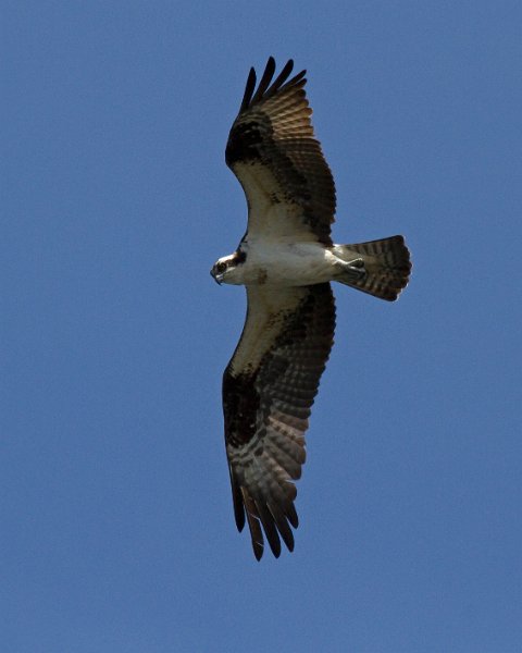 Osprey-0302