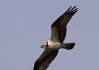 Osprey-0240.jpg