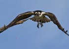 Osprey-0330.jpg