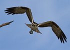 Osprey-0334.jpg