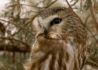 SawWhetOwl-0009.jpg