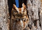 ScreechOwl-0002.jpg