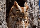 ScreechOwl-0003.jpg