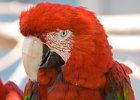 Parrot-0002.jpg