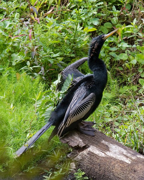 Anhinga-0002