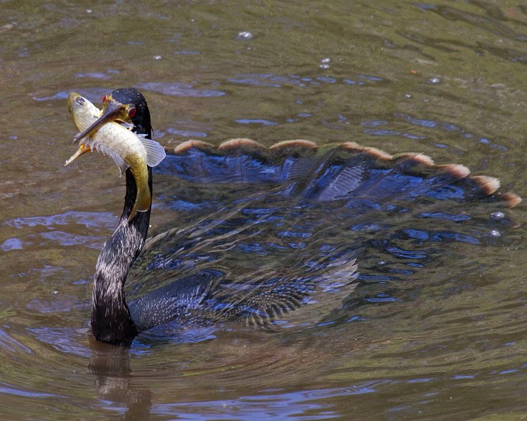 Anhinga-0003