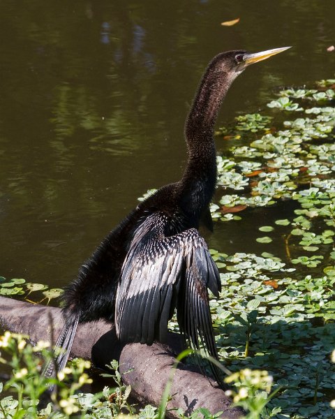 Anhinga-0005