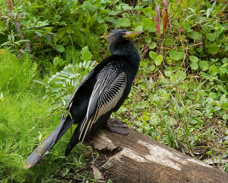 Anhinga-0009