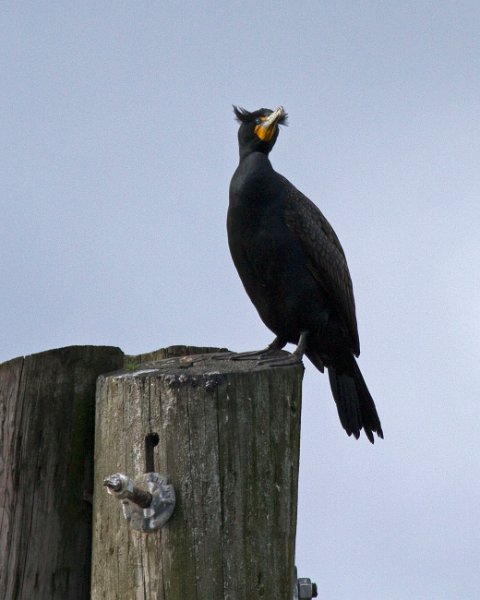 Cormorant-0004