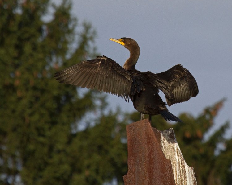 Cormorant-0008