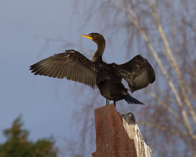 Cormorant-0009