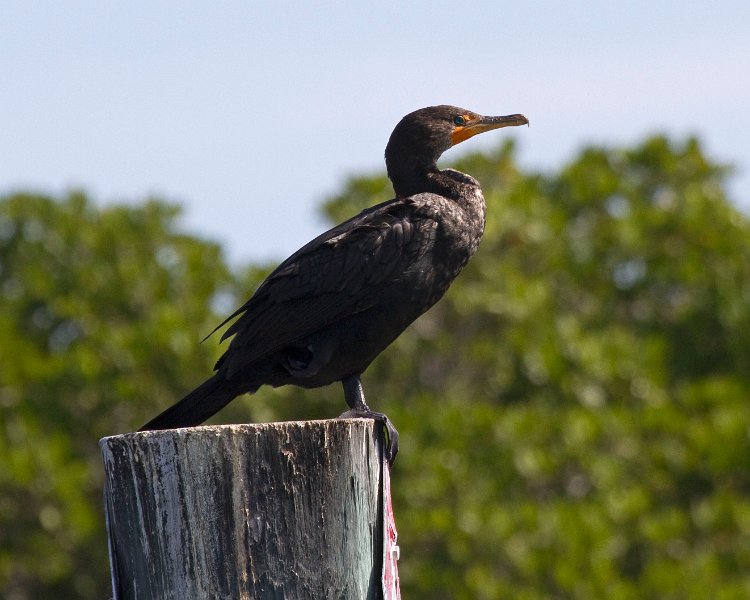 Cormorant-0011