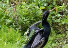 Anhinga-0002.jpg