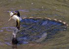 Anhinga-0003.jpg