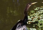 Anhinga-0005.jpg