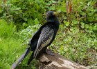 Anhinga-0009.jpg