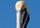 BrwnPelican-0005.jpg