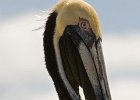 BrwnPelican-0007.jpg