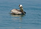 BrwnPelican-0009.jpg