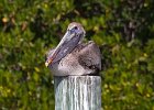 BrwnPelican-0018.jpg