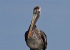 BrwnPelican-0019.jpg