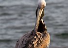 BrwnPelican-0021.jpg