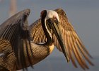 BrwnPelican-0022.jpg