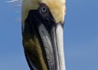 BrwnPelican-0025.jpg