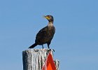 Cormorant-0002.jpg