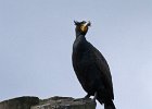 Cormorant-0004.jpg