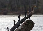 Cormorant-0006.jpg