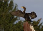 Cormorant-0008.jpg