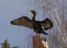 Cormorant-0009.jpg