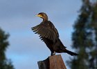 Cormorant-0010.jpg