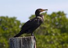 Cormorant-0011.jpg