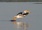 WhtPelican-0003.jpg