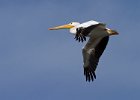 WhtPelican-0010.jpg