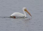 WhtPelican-0018.jpg