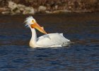 WhtPelican-0029.jpg