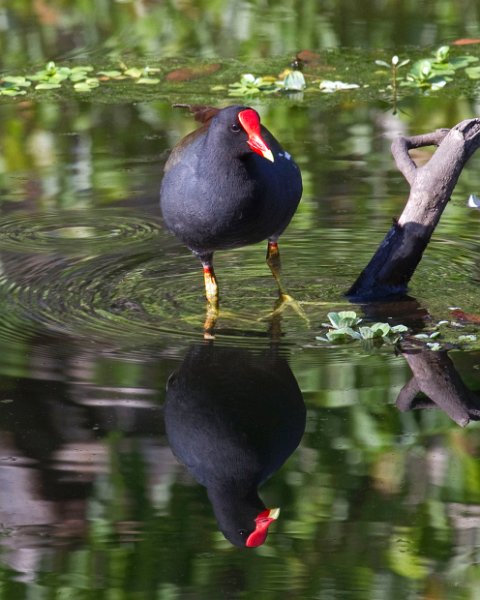 CommonMoorhen-0001