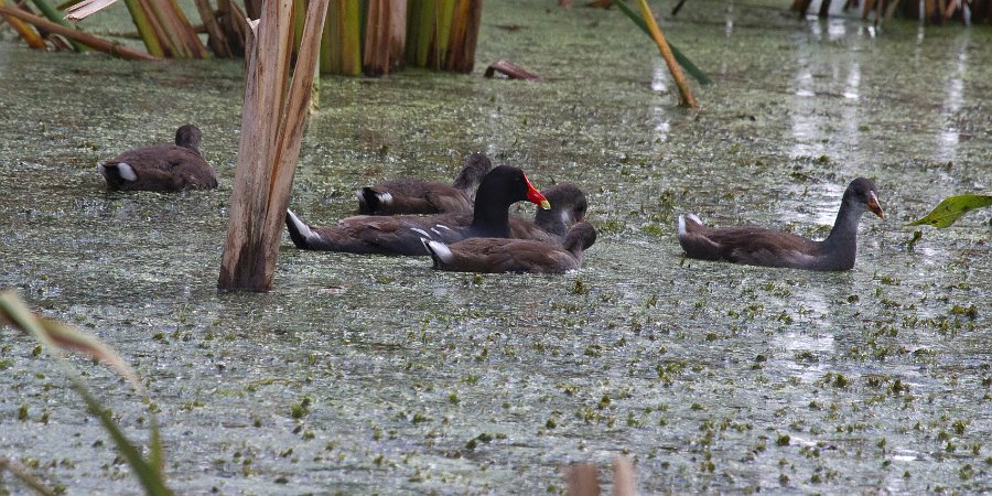 CommonMoorhen-0002