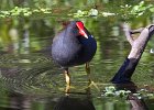 CommonMoorhen-0001.jpg