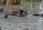 CommonMoorhen-0002.jpg