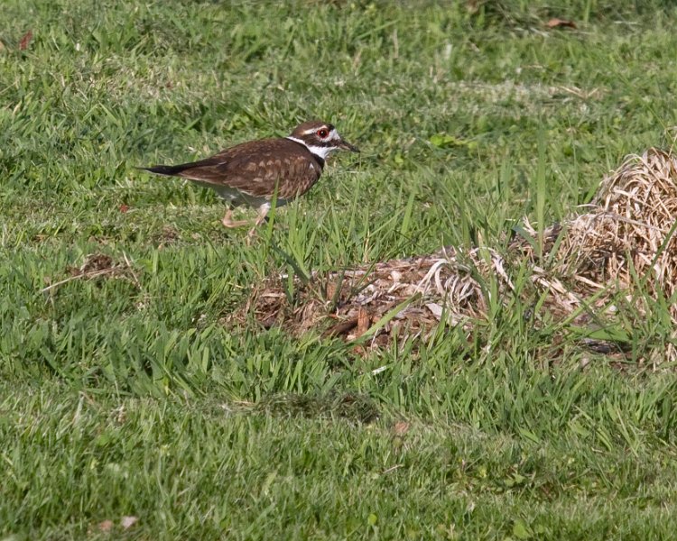 Killdeer-0004